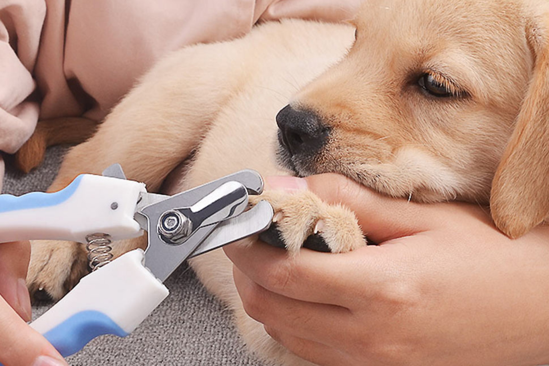 Как подстричь когти щенку