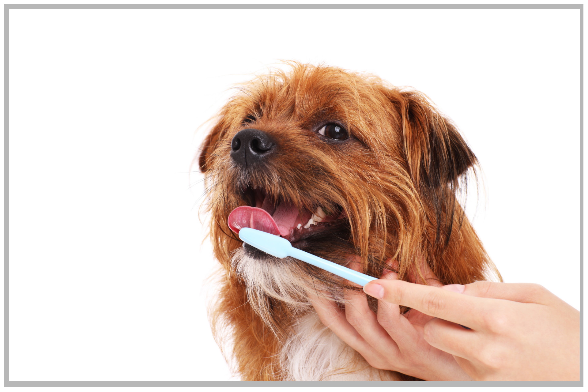 как чистить собачьи зубы