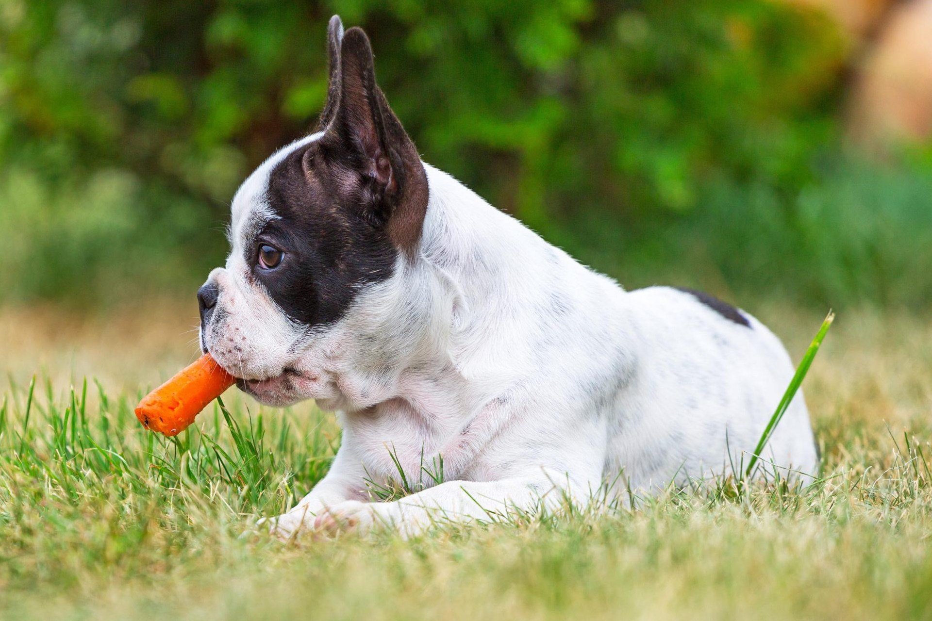 Яблочно-морковные лакомства для собак