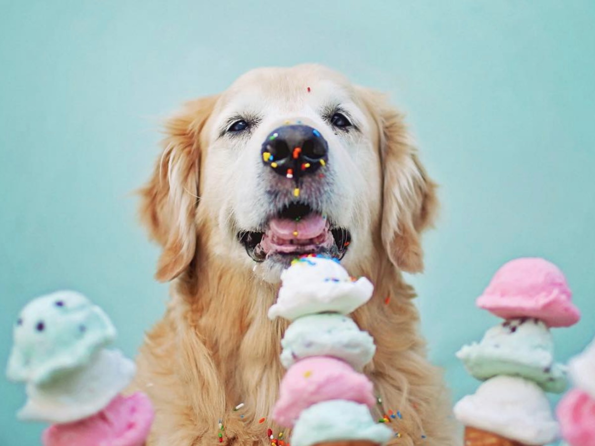 Можно ли собакам есть мороженое?