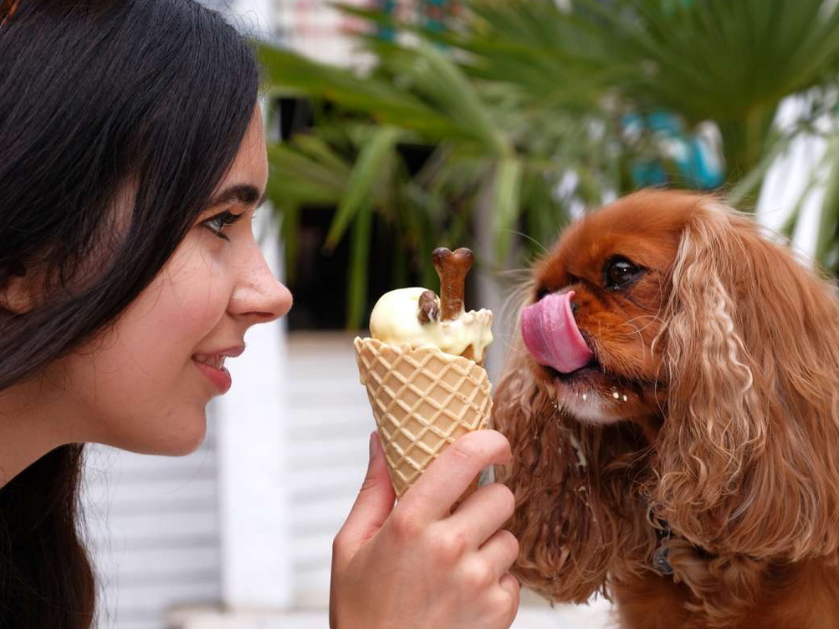 Можно ли собакам есть мороженое?