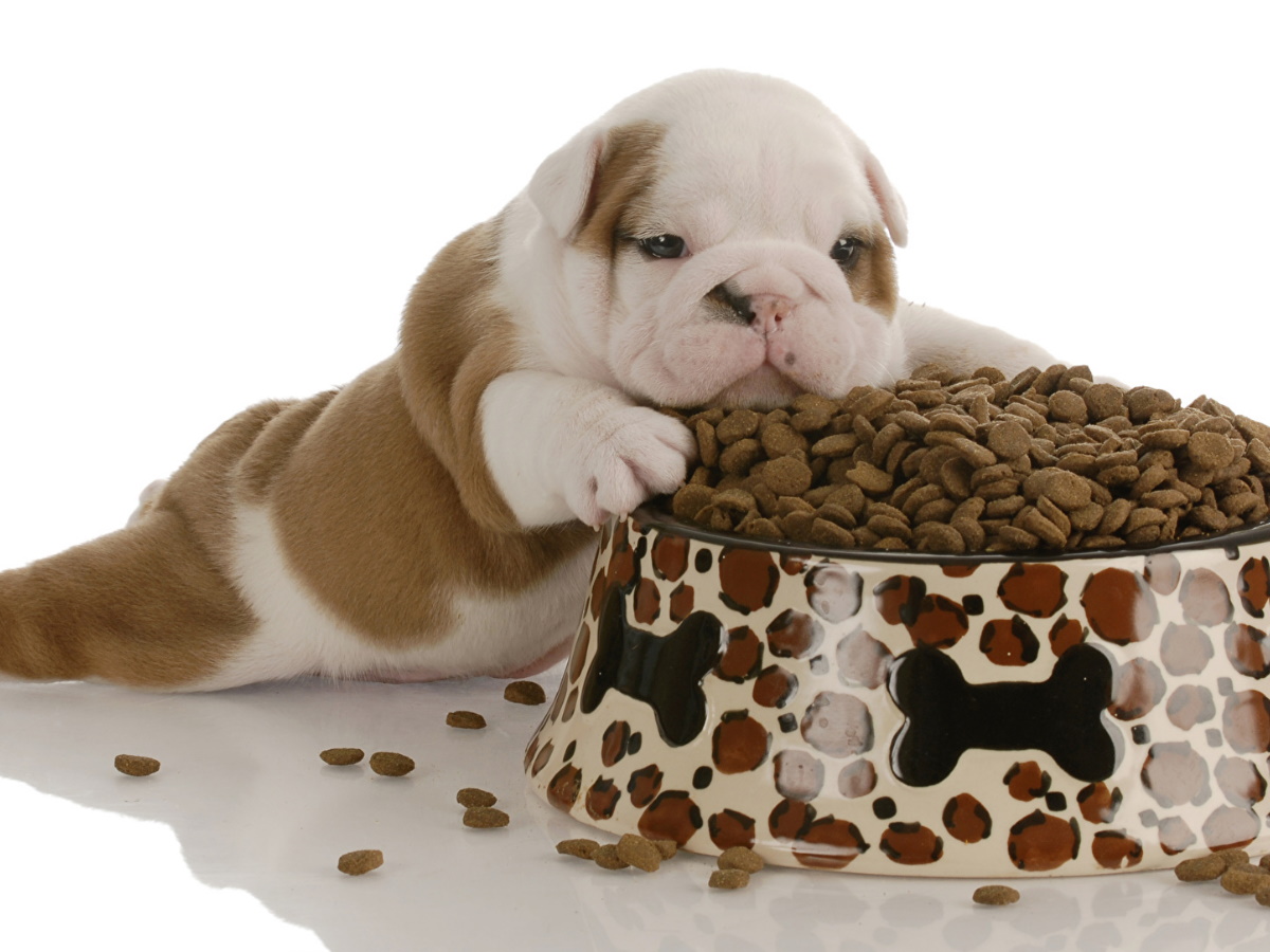 Следует ли вашей собаке есть сухой корм с истекшим сроком годности?