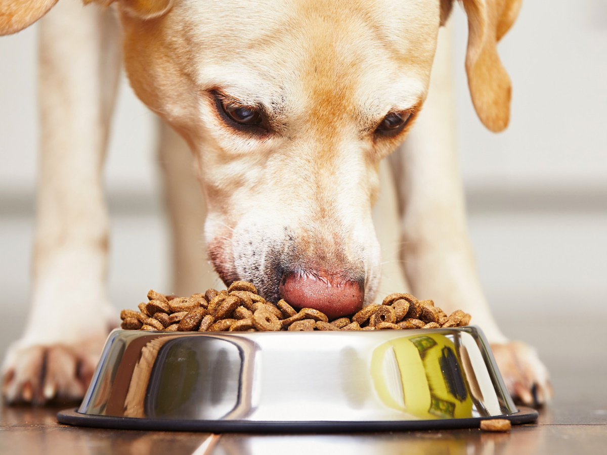 Может ли сухой корм для собак испортиться