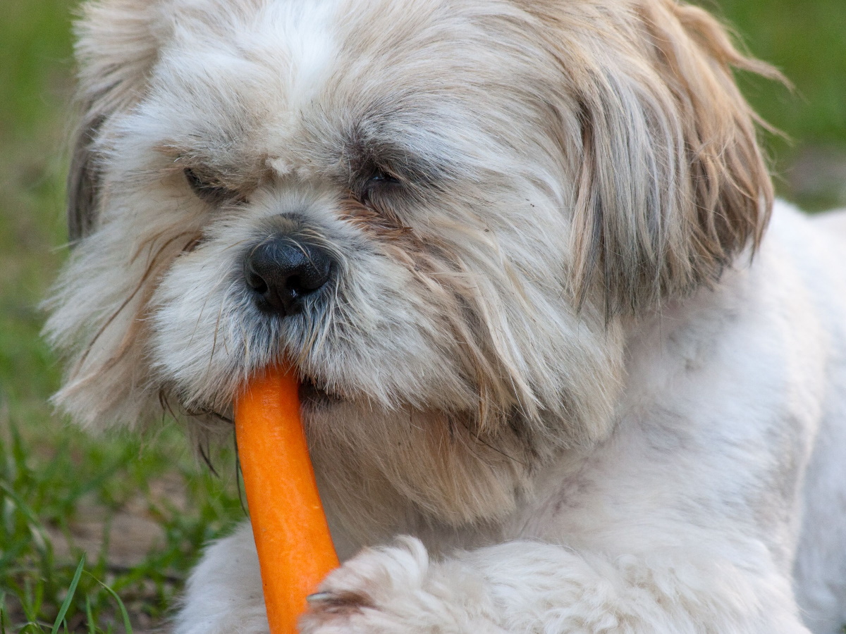 Можно ли собакам есть морковь?