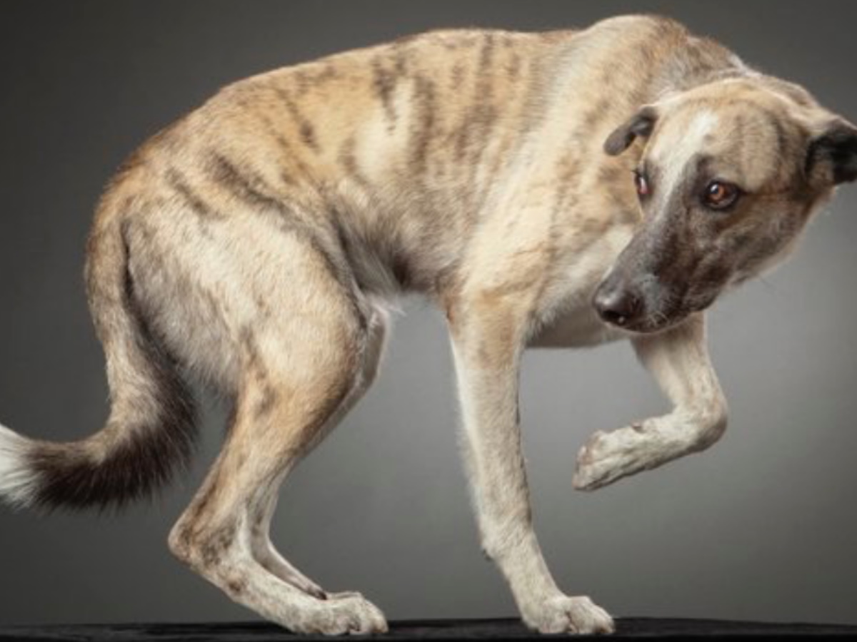 Почему собаки засовывают хвосты между ног?