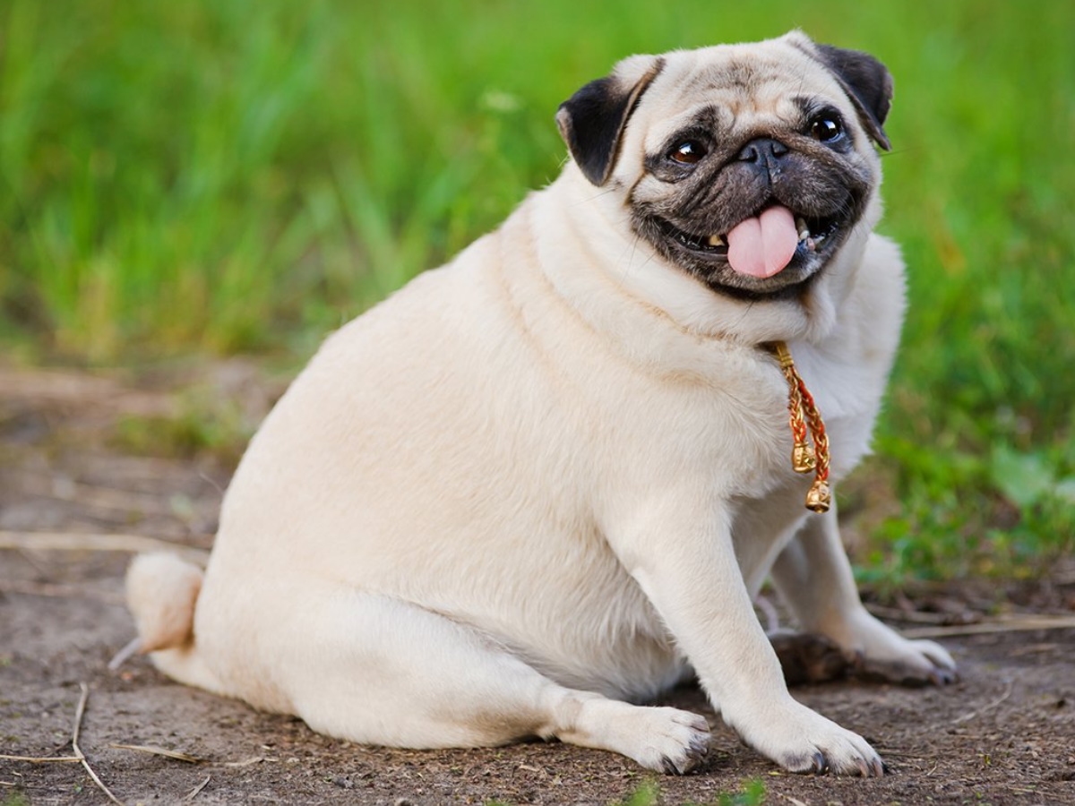 Как лишний вес влияет на вашу собаку?